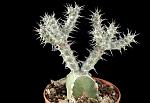 Euphorbia Horwoodii Cm. 14 € 22,00